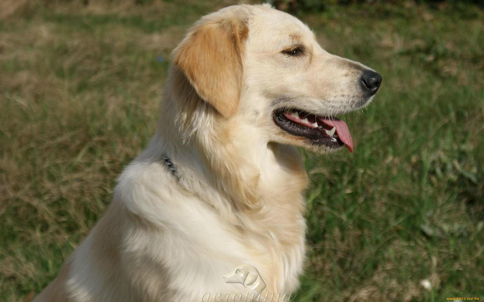 , geronima, , , golden, retriever